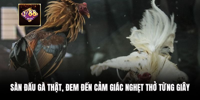 Sàn đấu gà thật, đem đến cảm giác nghẹt thở từng giây